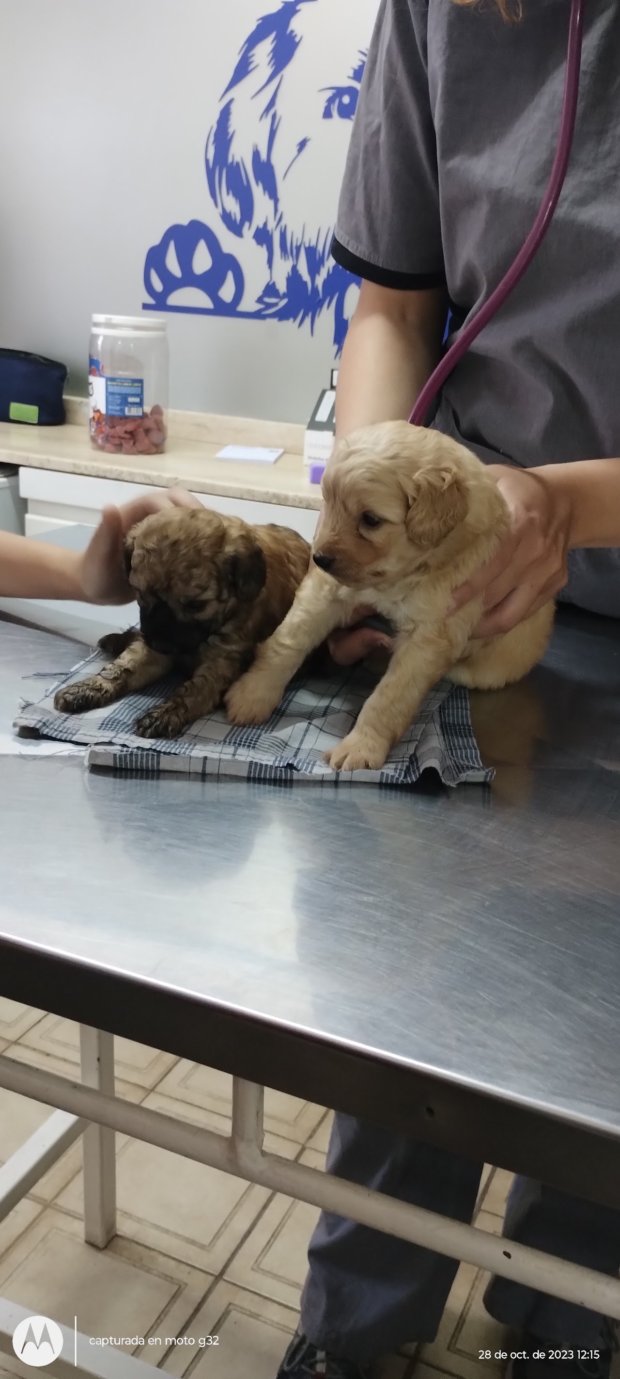 Mesa de examen con cachorros en atención